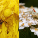 Illustration for article titled How (and why) animals change color with the seasons